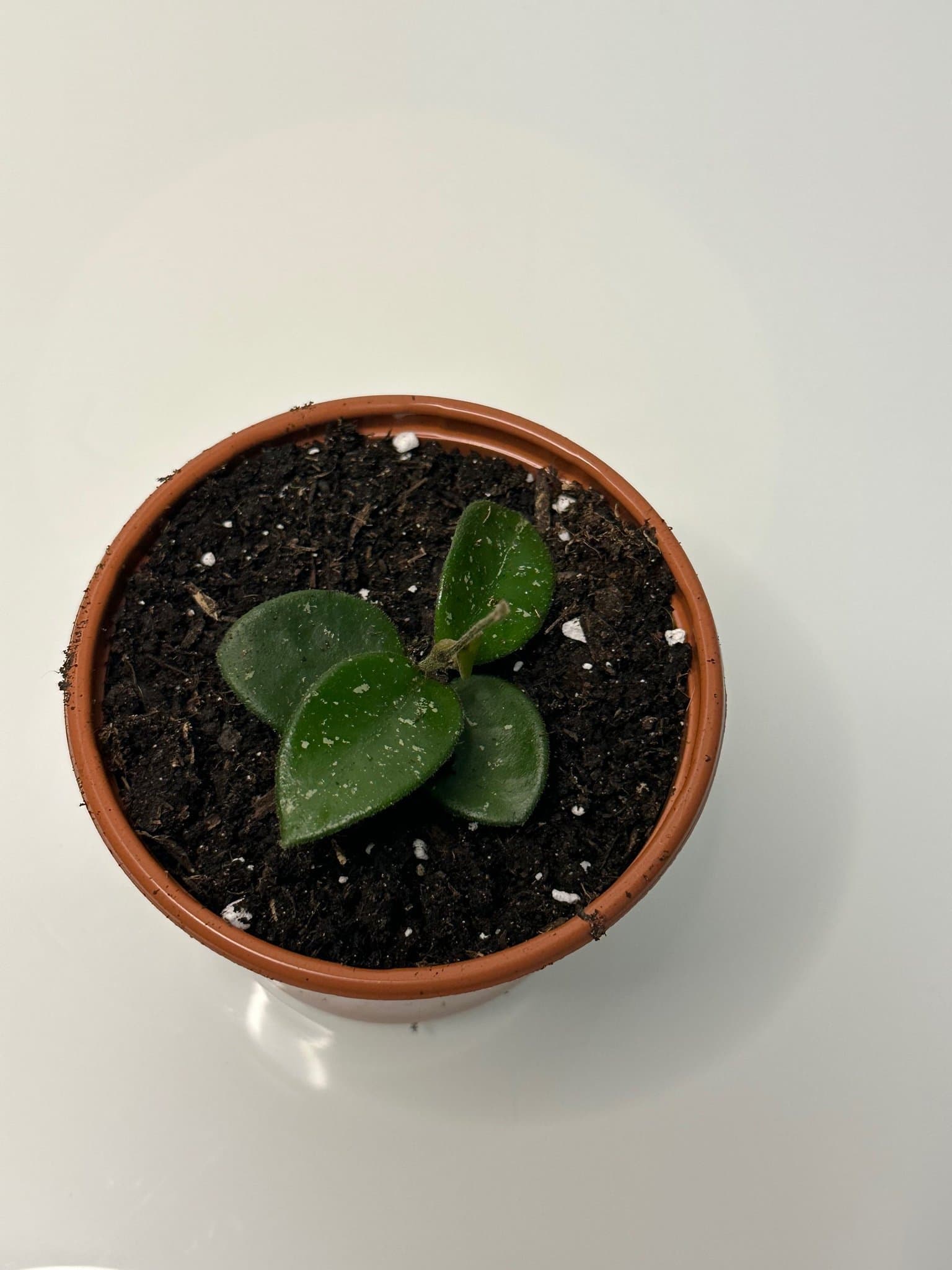 Hoya mathilde