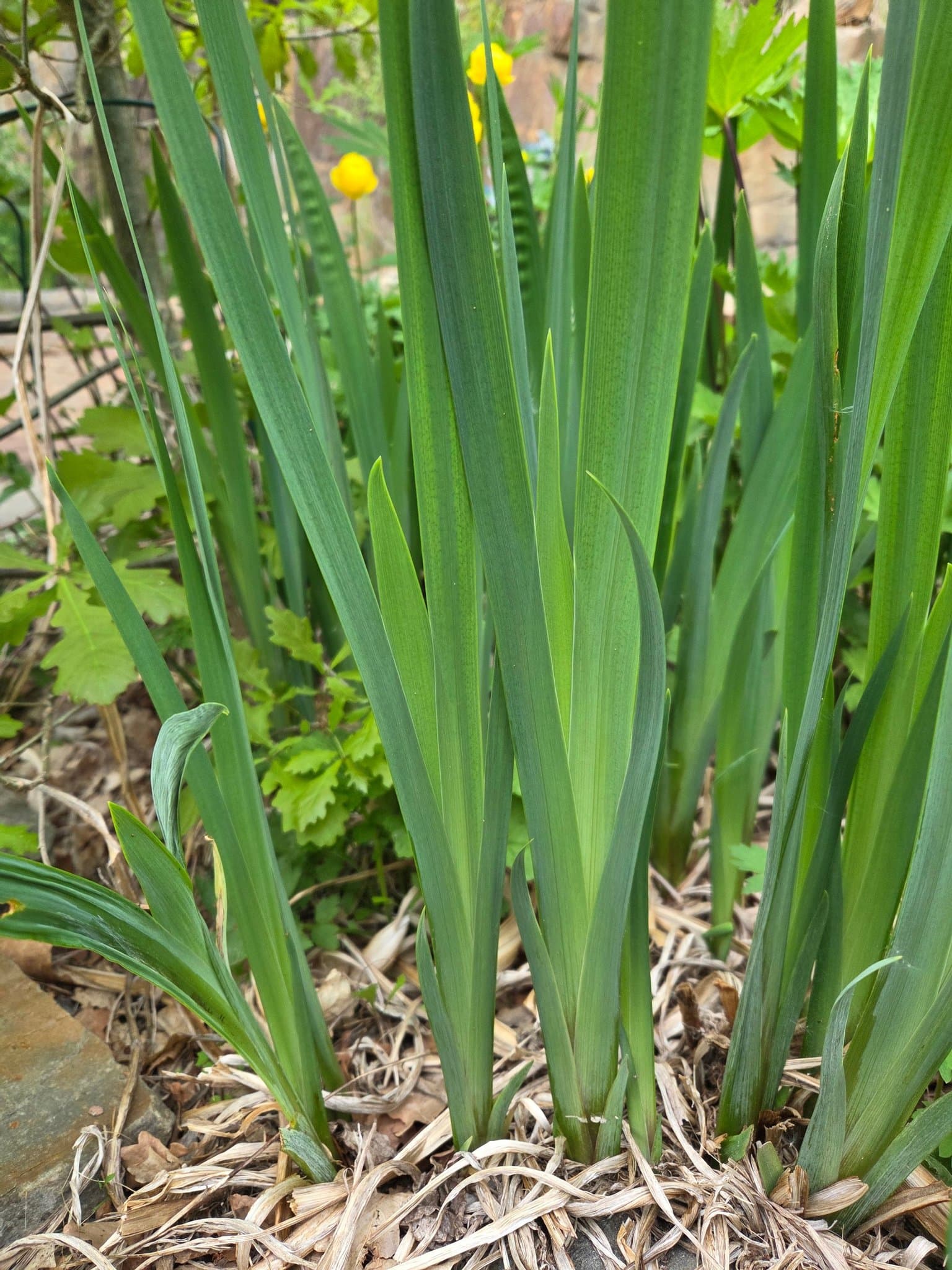 Gul svärdslilja - Iris pseudacorus