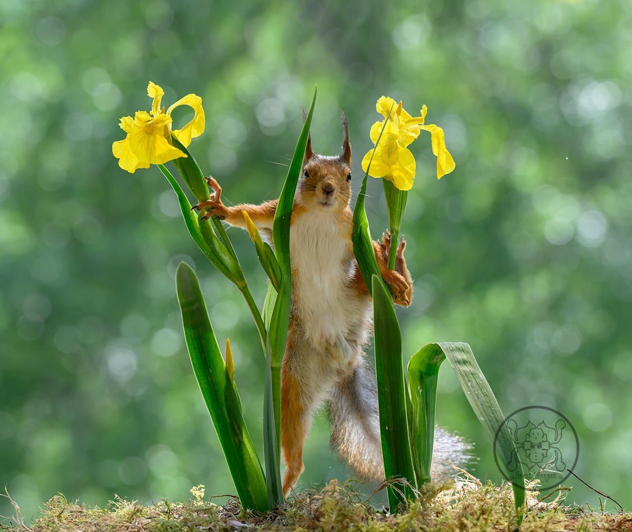 Gul svärdslilja - Iris pseudacorus
