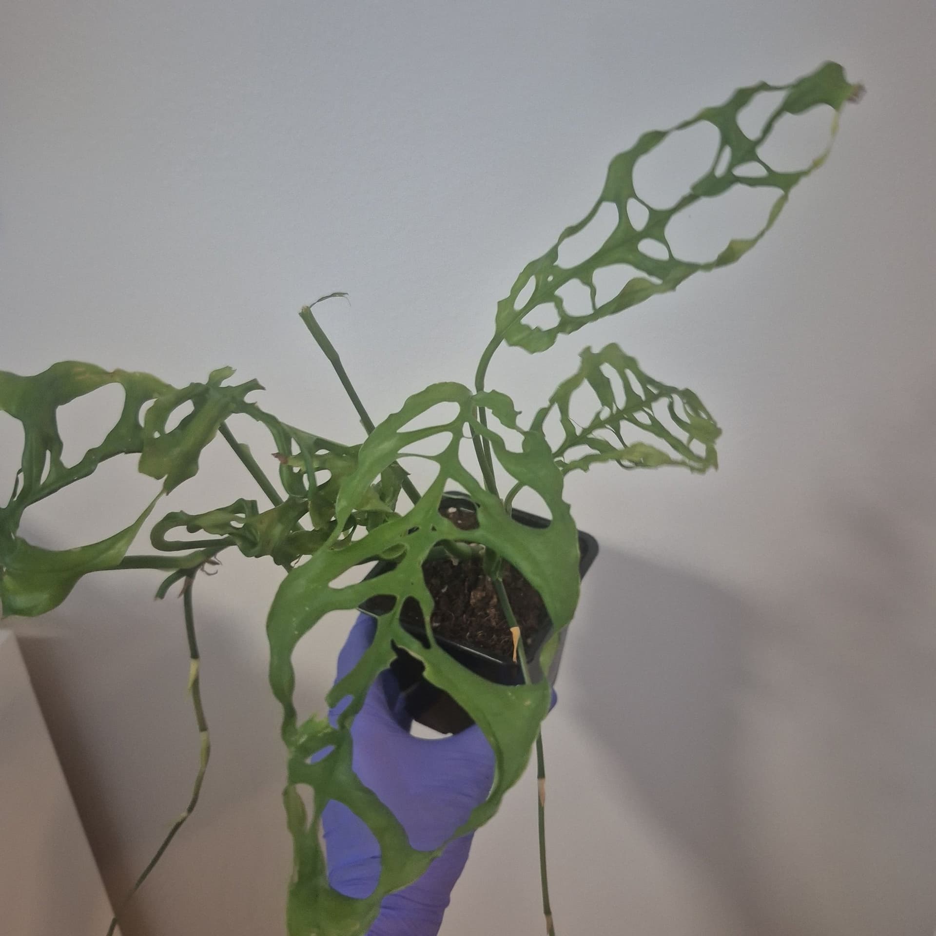 Monstera obliqua peru
