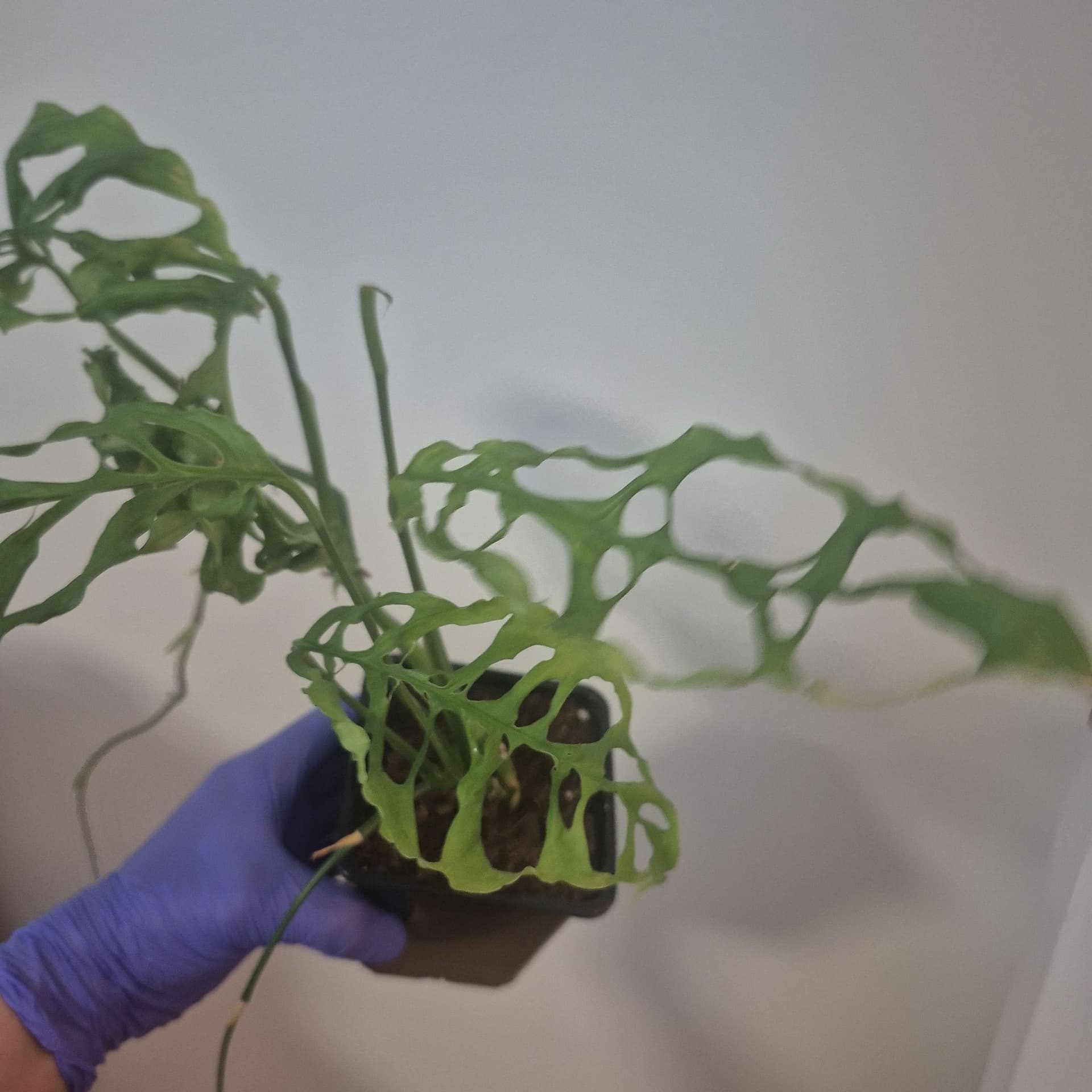 Monstera obliqua peru