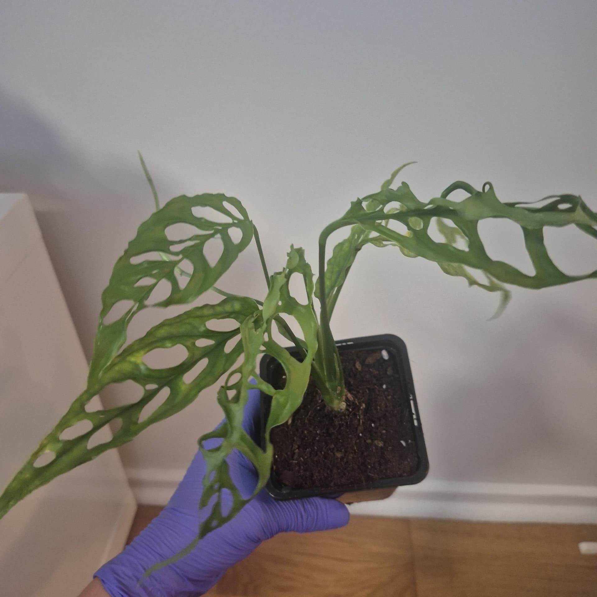 Monstera Obliqua peru med liten varigation
