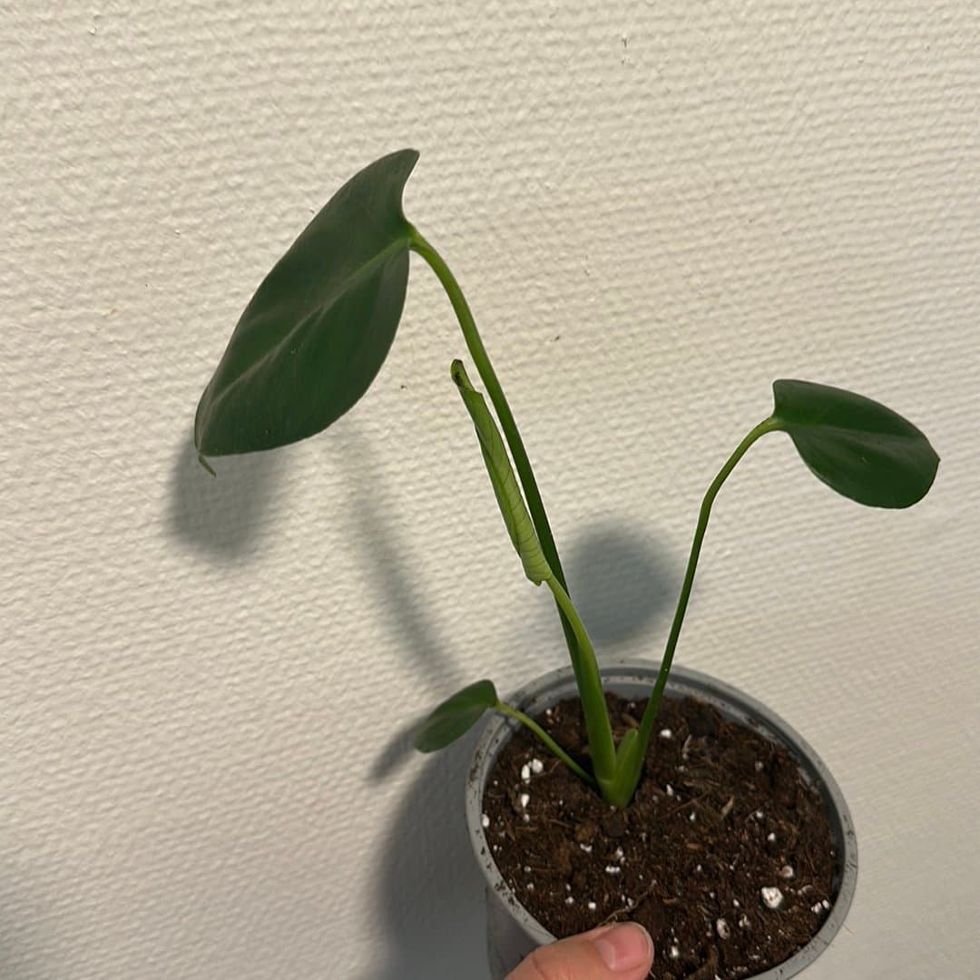 Monstera Deliciosa stickling