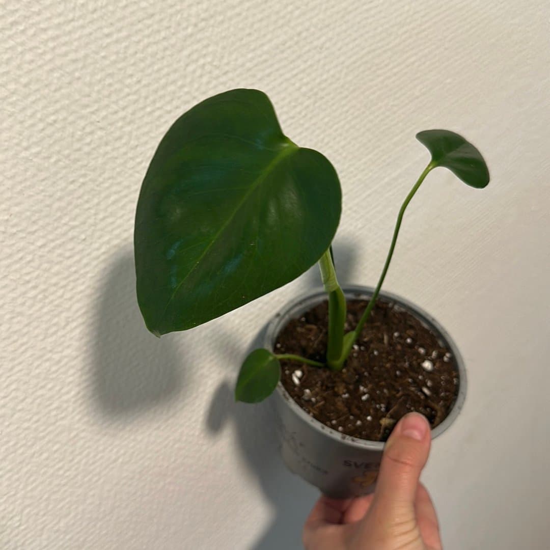 Monstera Deliciosa stickling