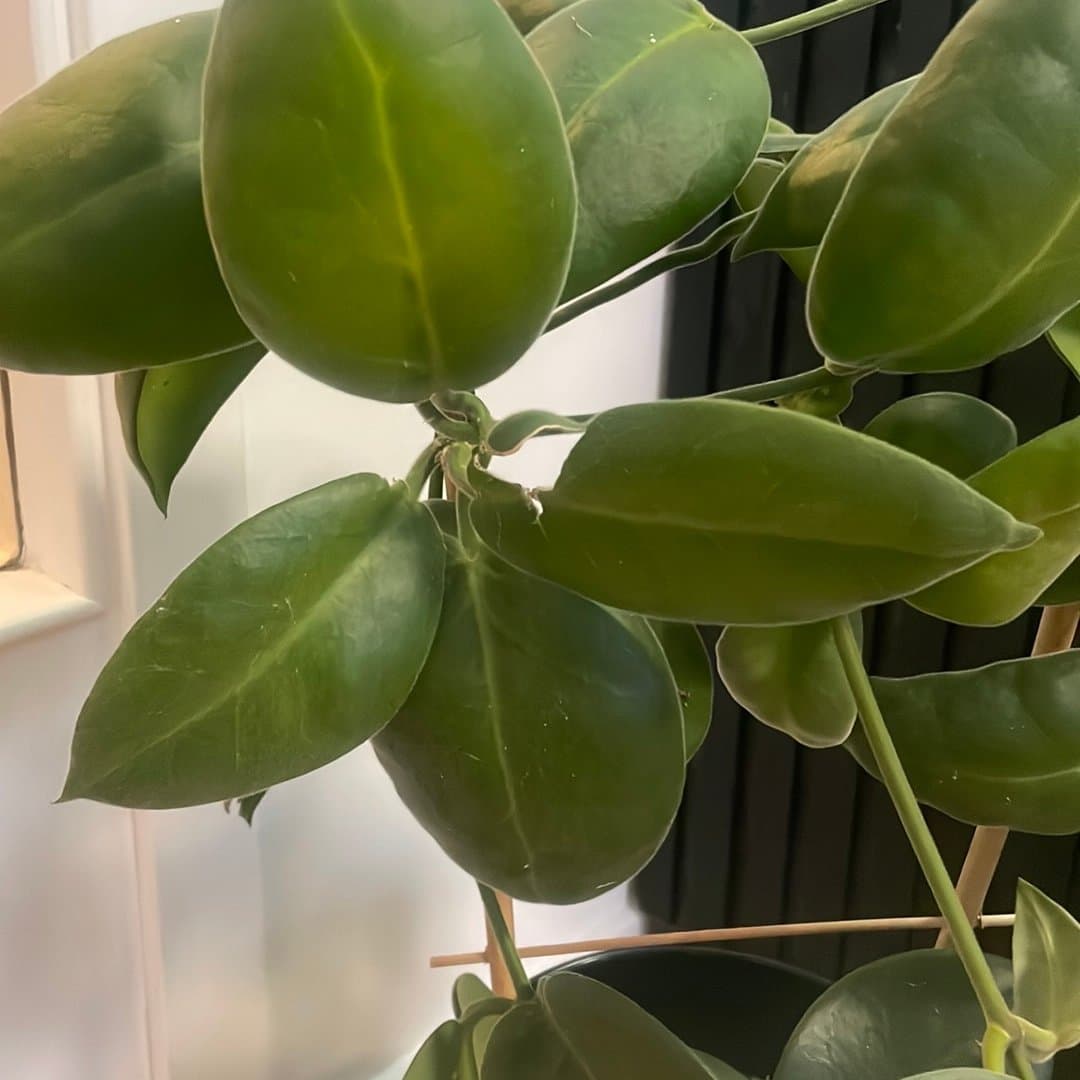 Hoya calycina 'Stargazer'