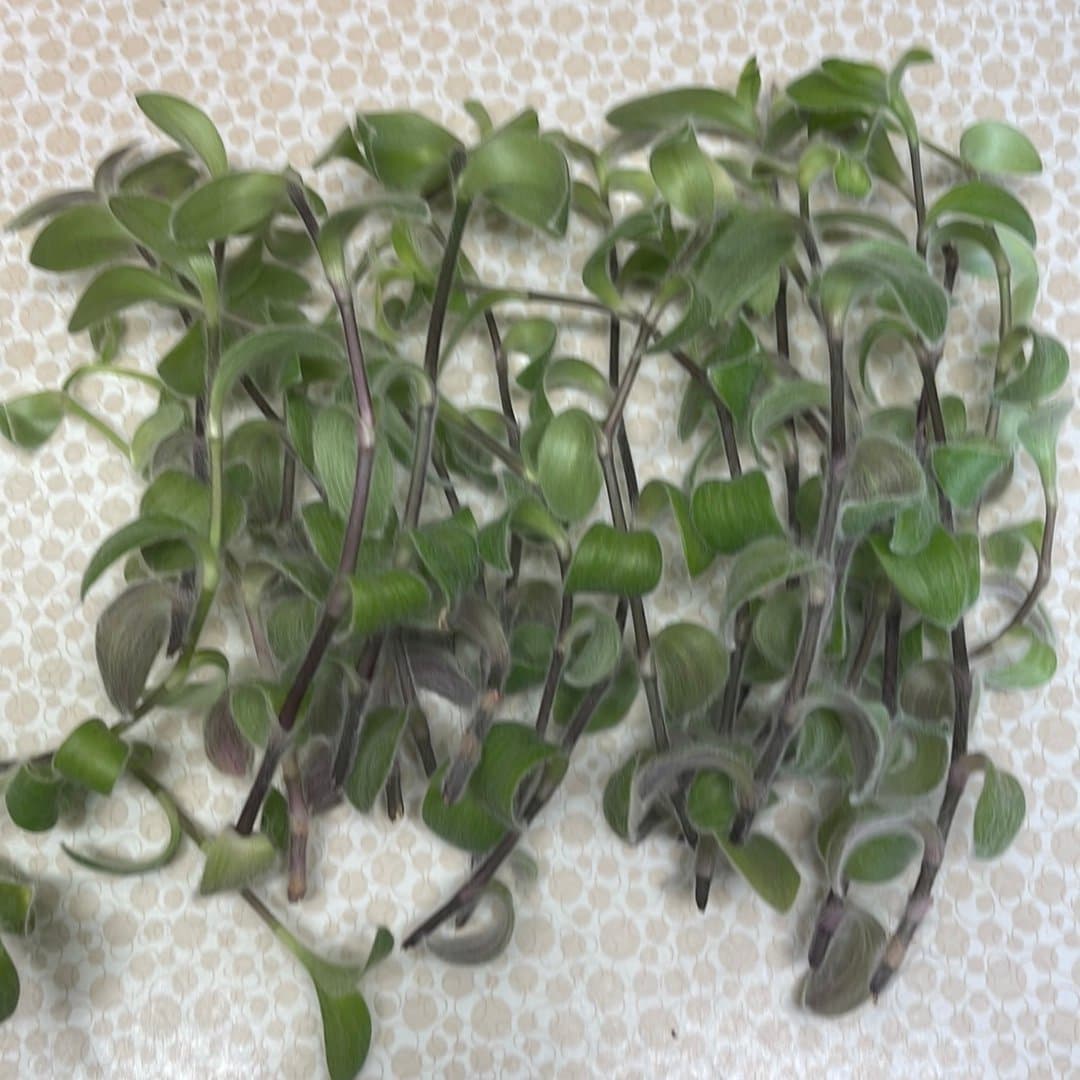 5 styck Ulliga Ulla, Tradescantia sillamontana