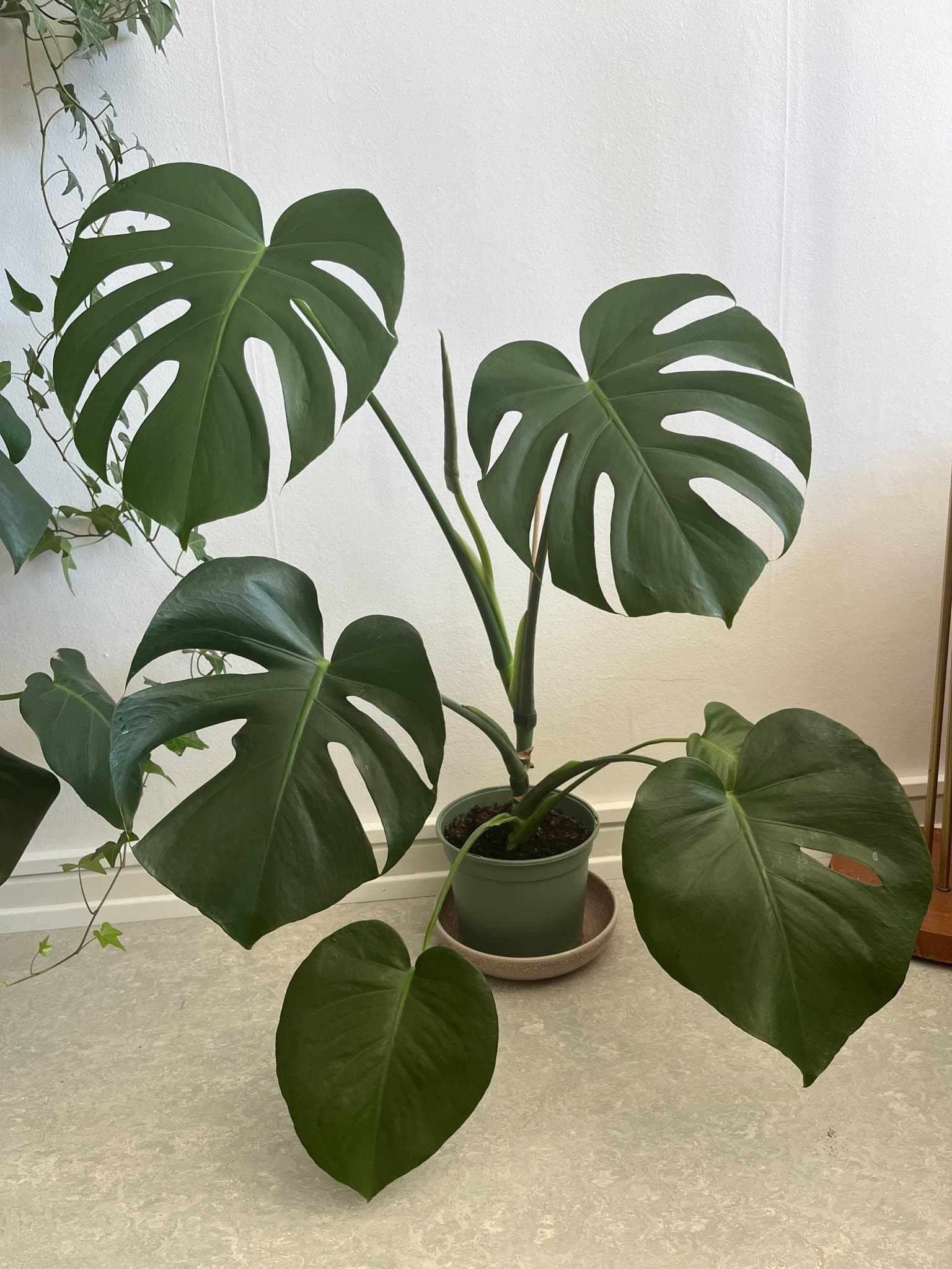 Monstera Deliciosa