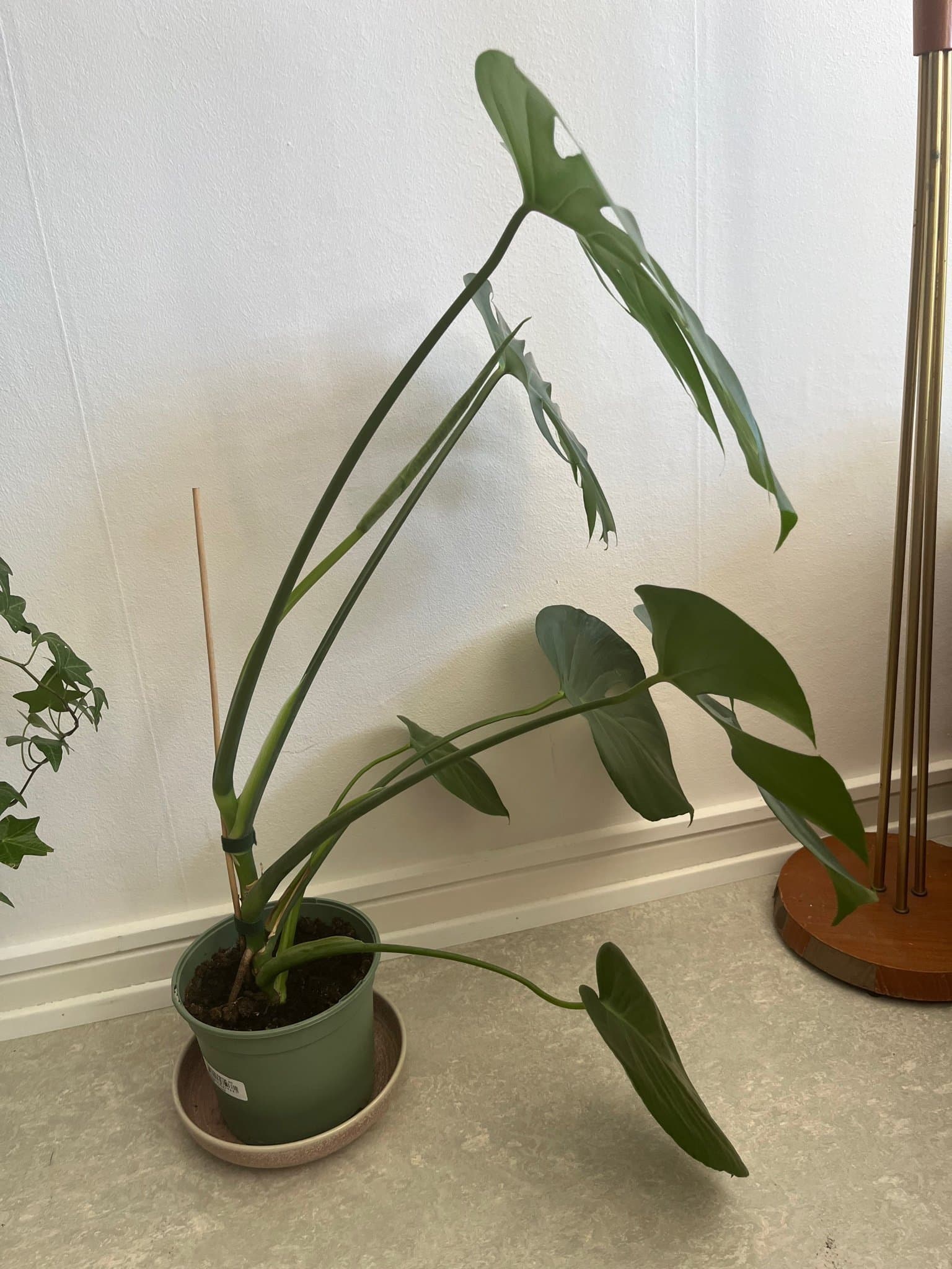 Monstera Deliciosa