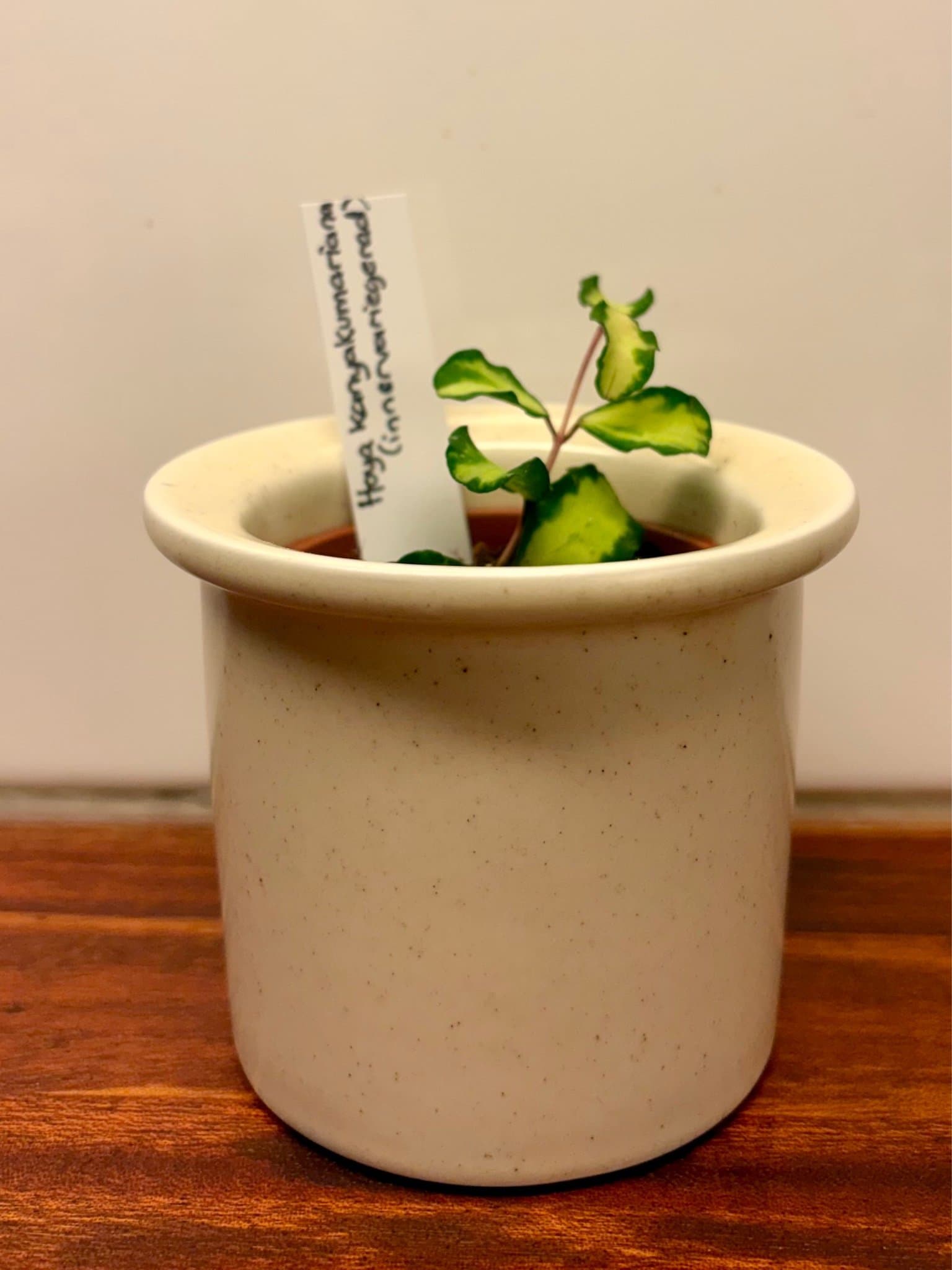 Hoya kanyakumariana (variegata)