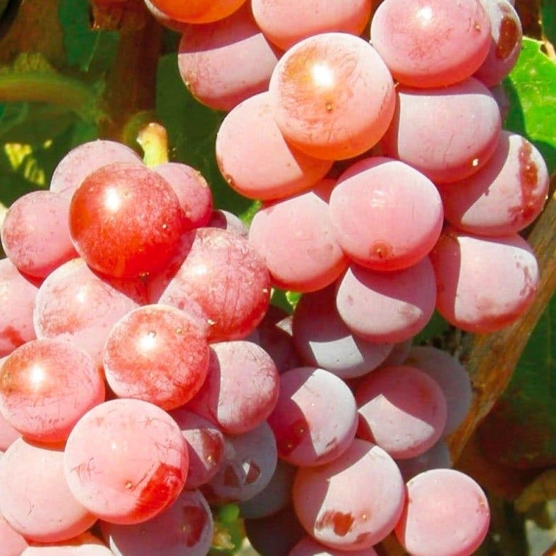 Vitis Canadice Seedless zon 1-4