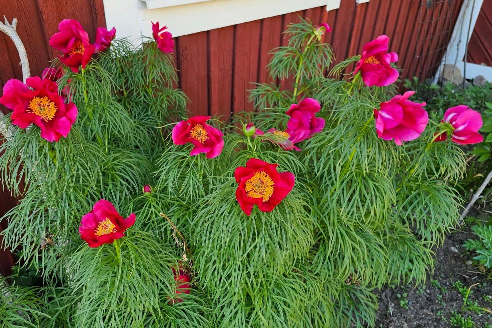 Rotat skott - Dillpion, Paeonia tenuifolia