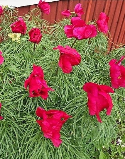 Rotat skott - Dillpion, Paeonia tenuifolia