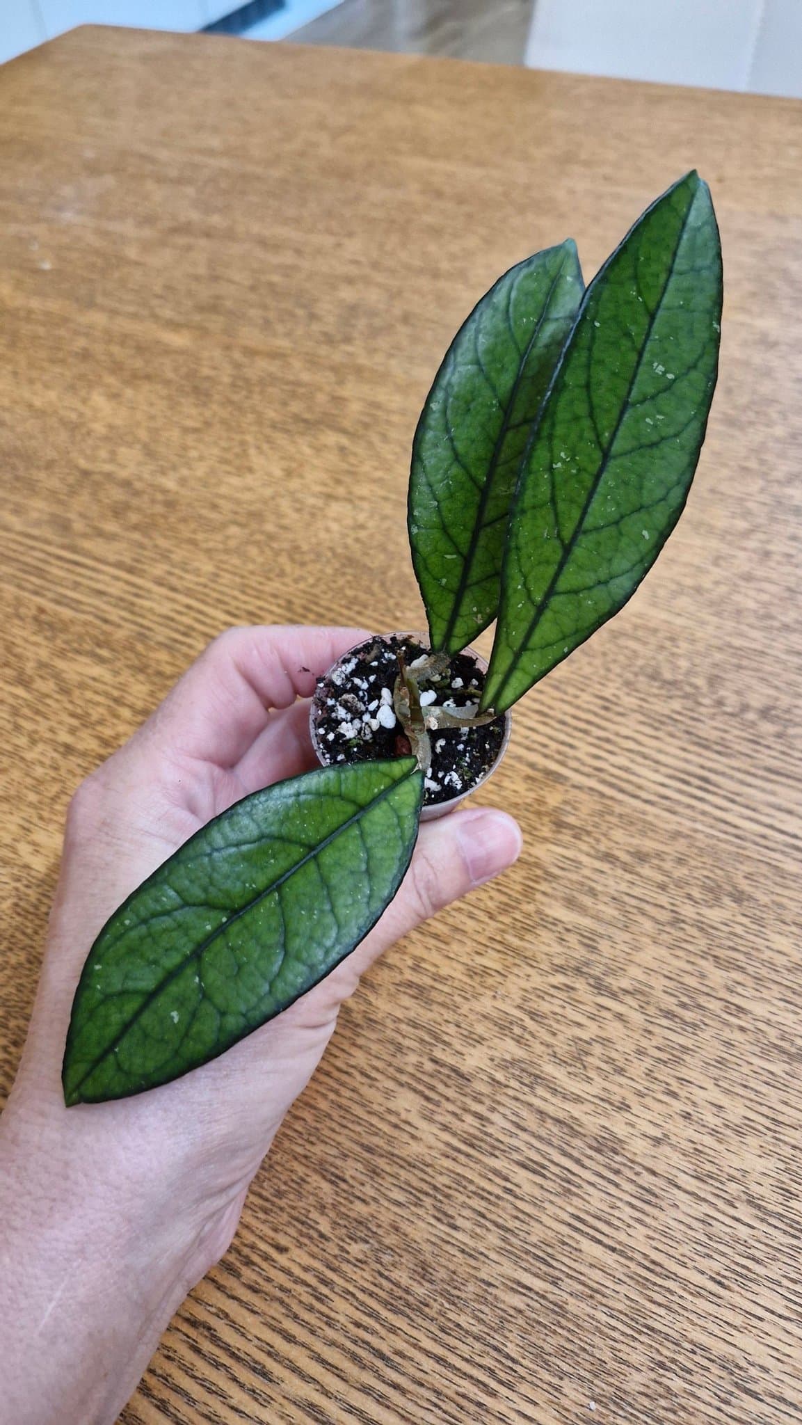 Hoya crassipetiolata
