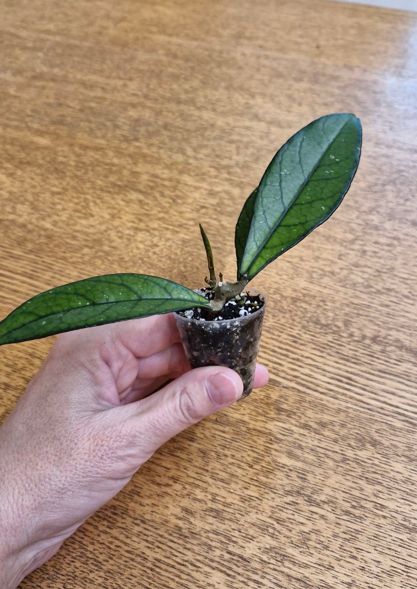 Hoya crassipetiolata