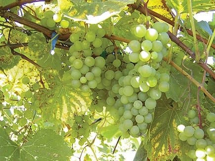 Vitis Vandal Cliche zon 1-5