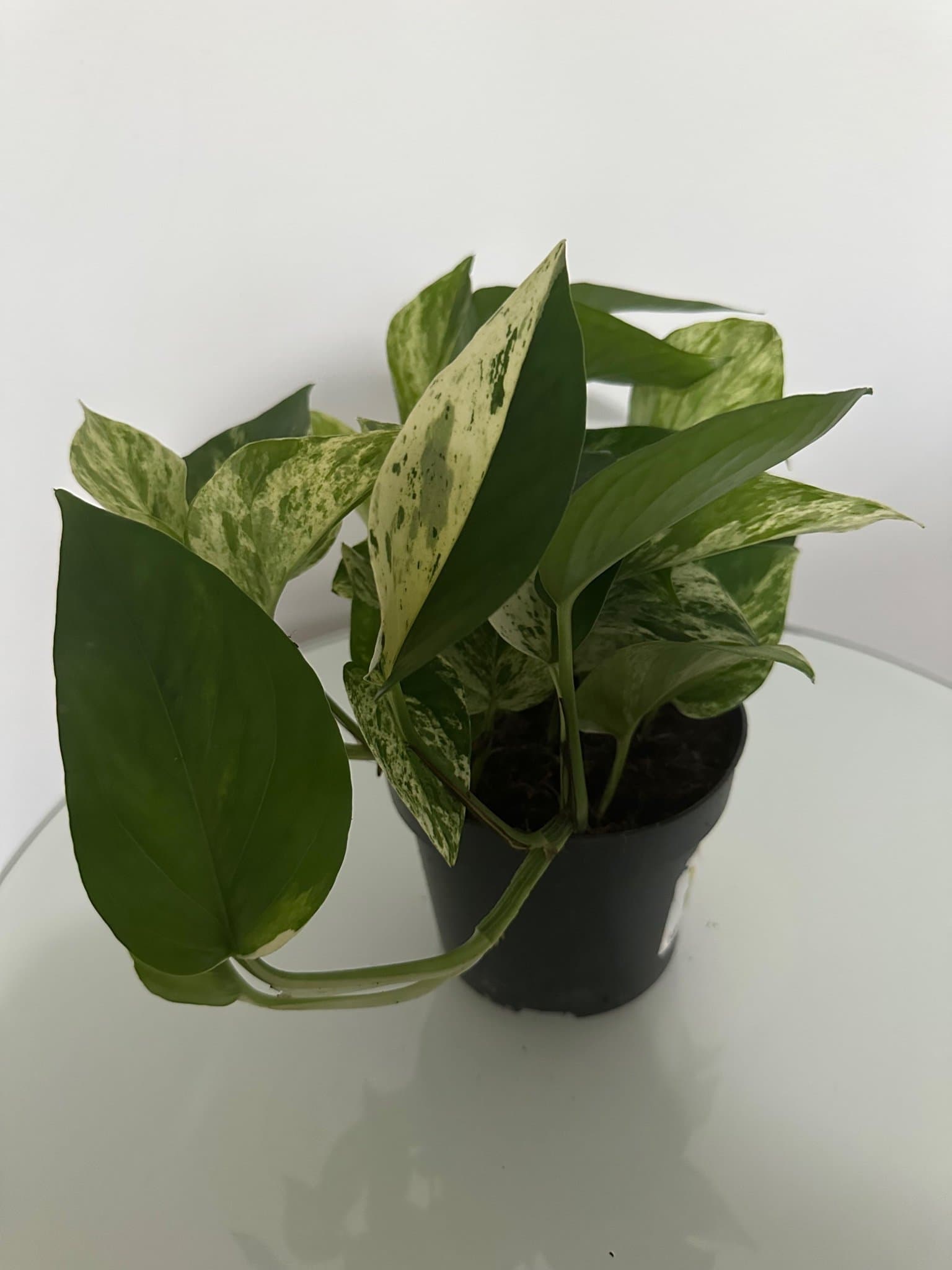 Epipremnum aureum marble queen