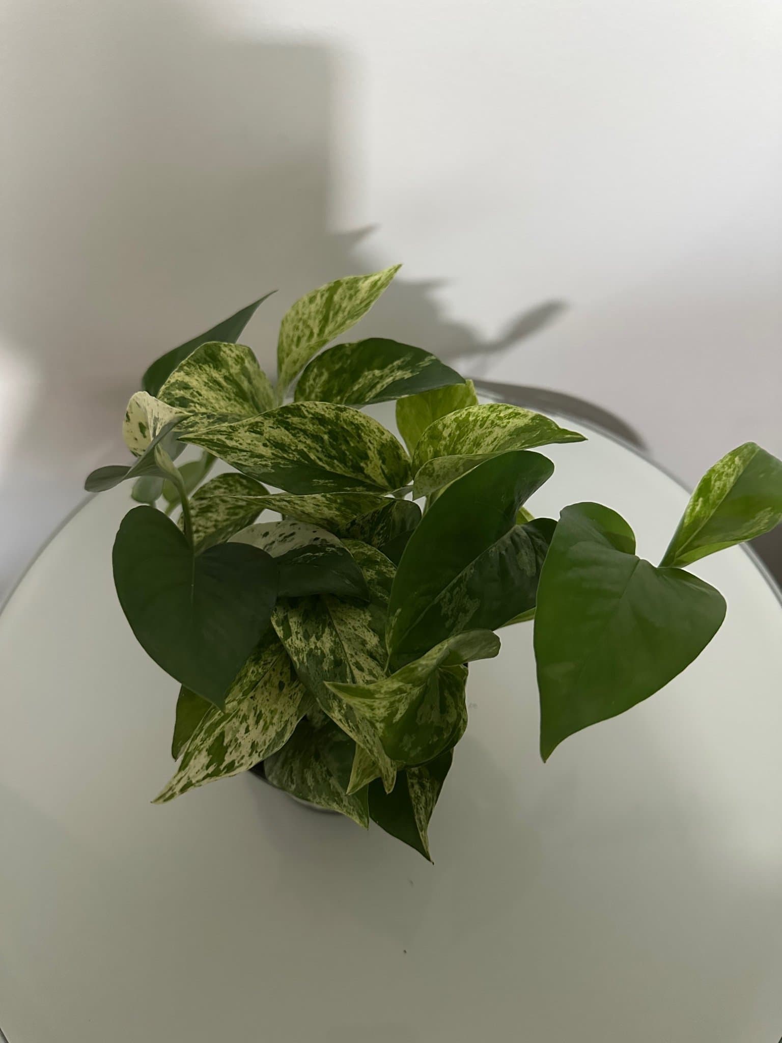Epipremnum aureum marble queen