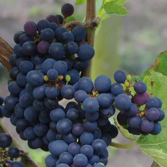 Vitis Cabernet Cantor 1-3 (4)