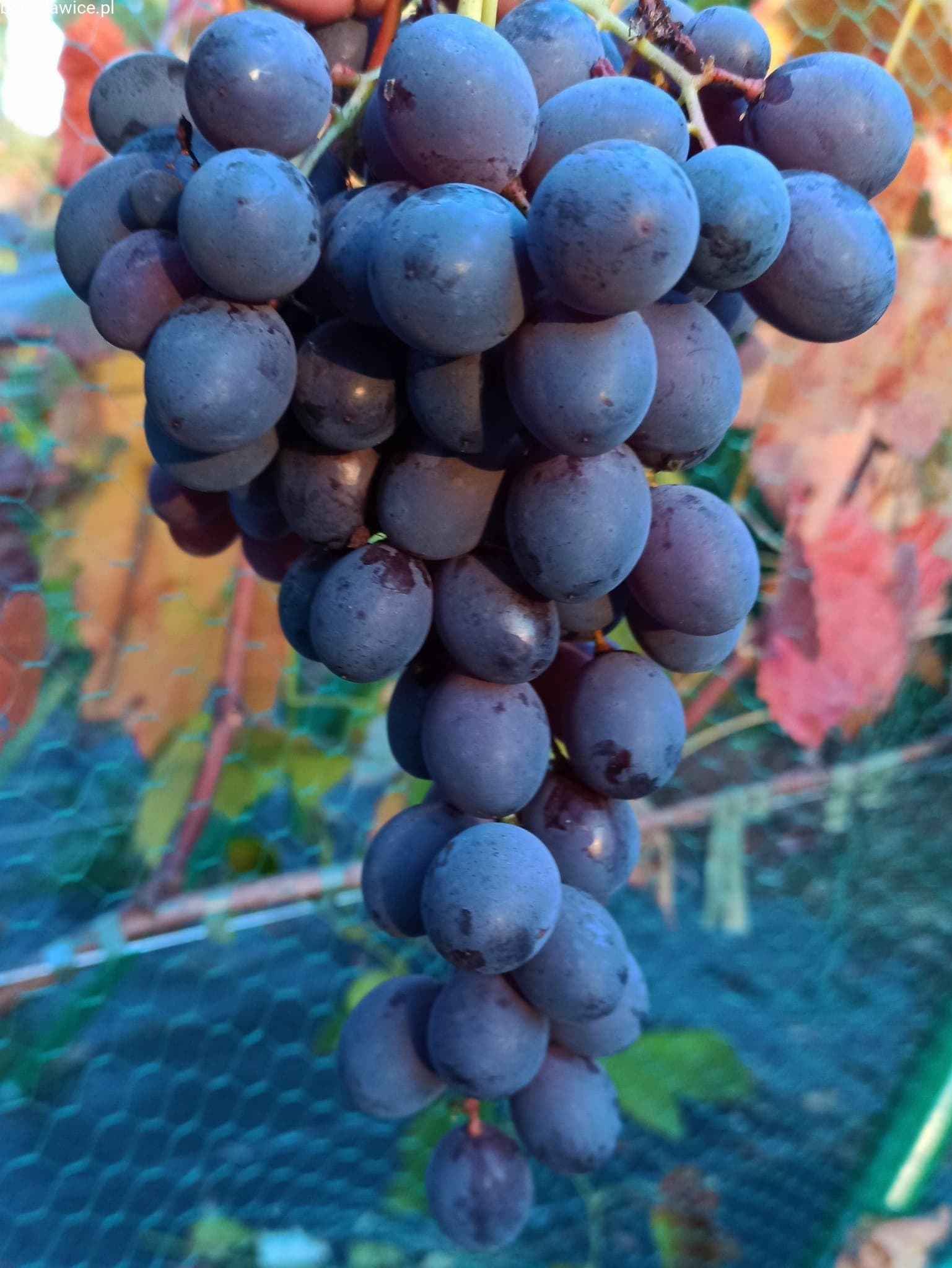 Vitis Festive zon 1-4