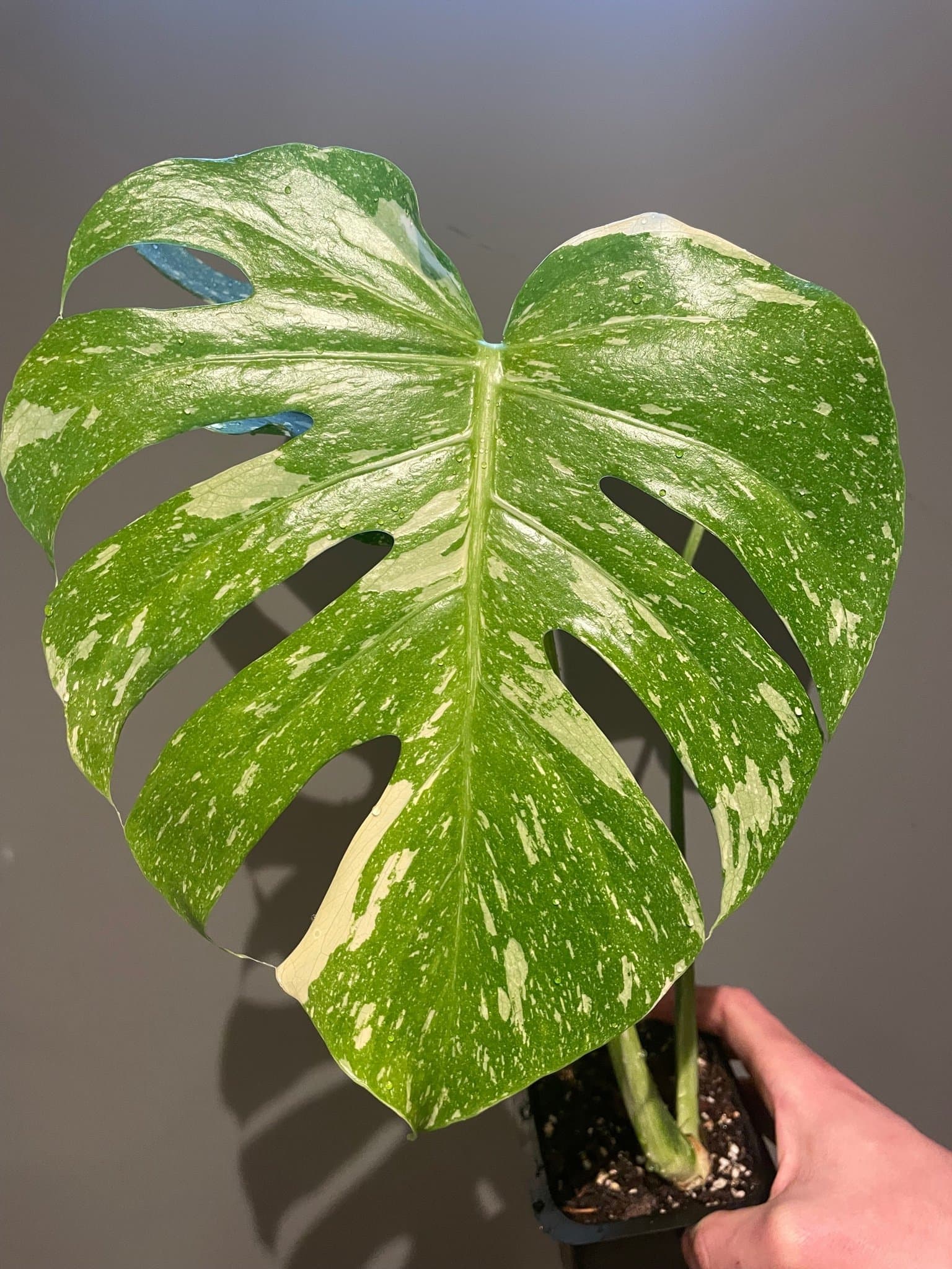 Monstera Thai Constellation