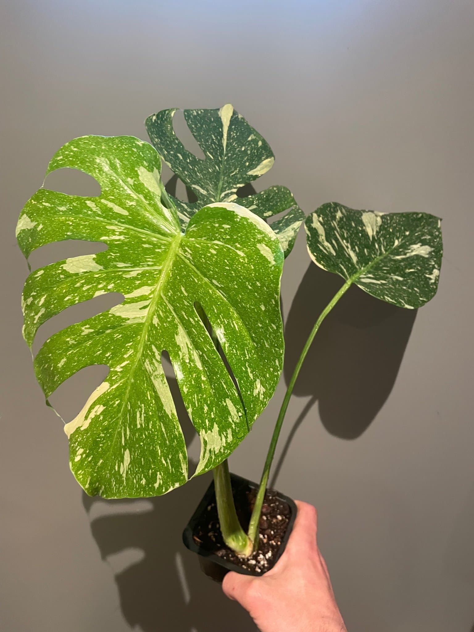 Monstera Thai Constellation