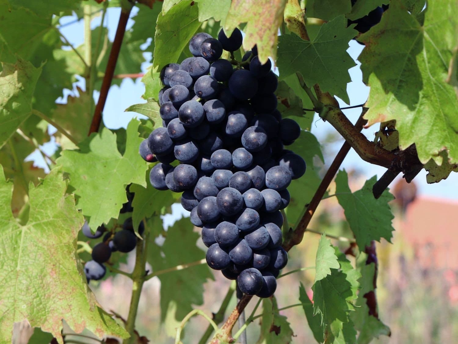 Vitis Isabella zon 1-4