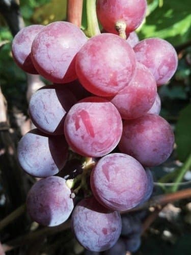 Vitis Lutti zon 1-4