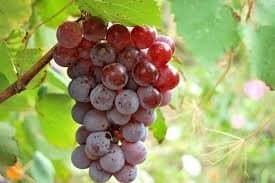 Vitis Lydia zon 1-4