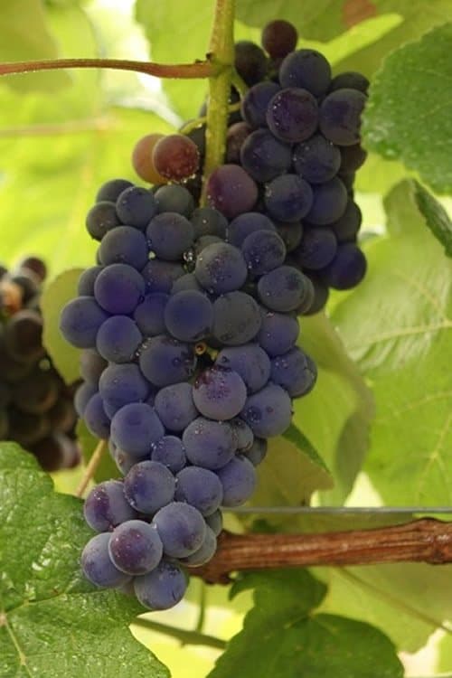 Vitis Mars Seedless zon 1-4