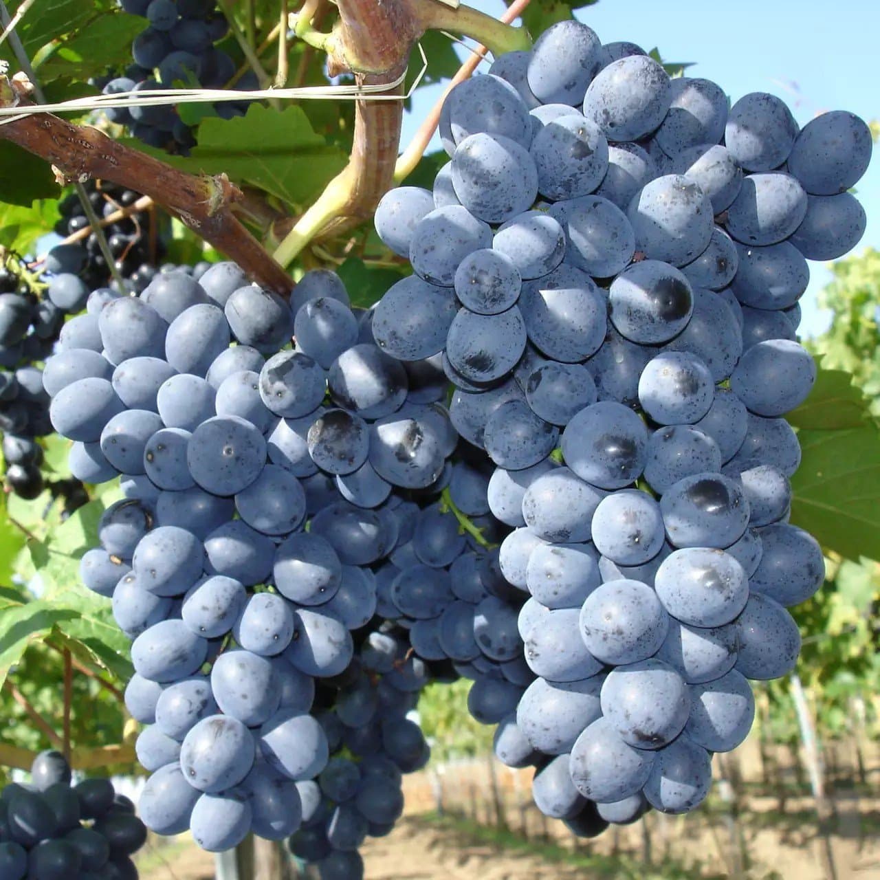 Vitis Nero zon 1-3