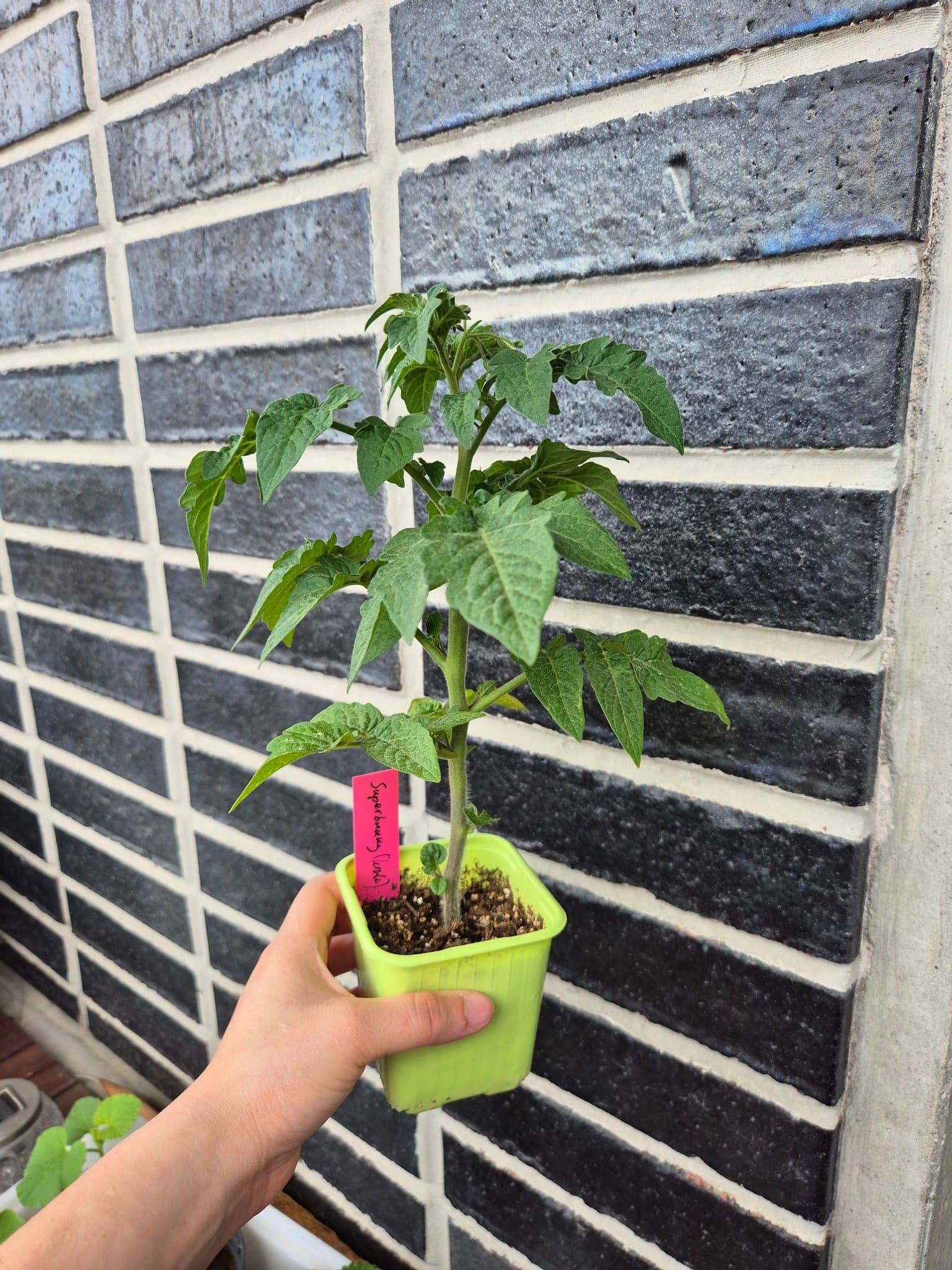 Tomatplanta Superbunny