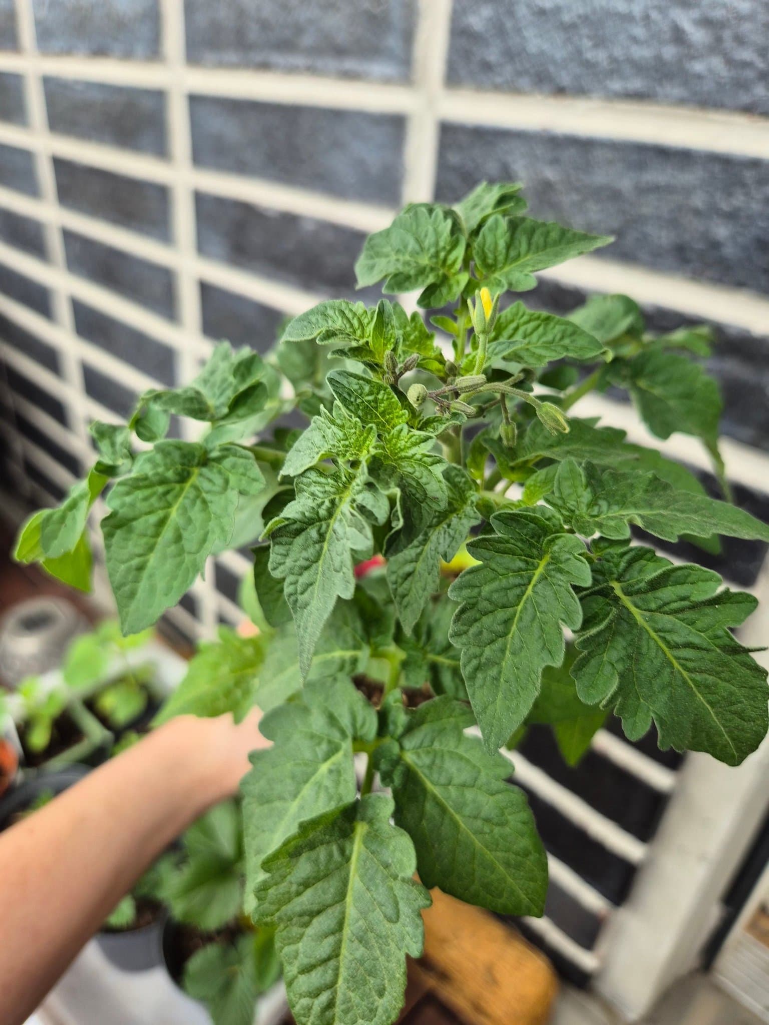 Tomatplanta Superbunny