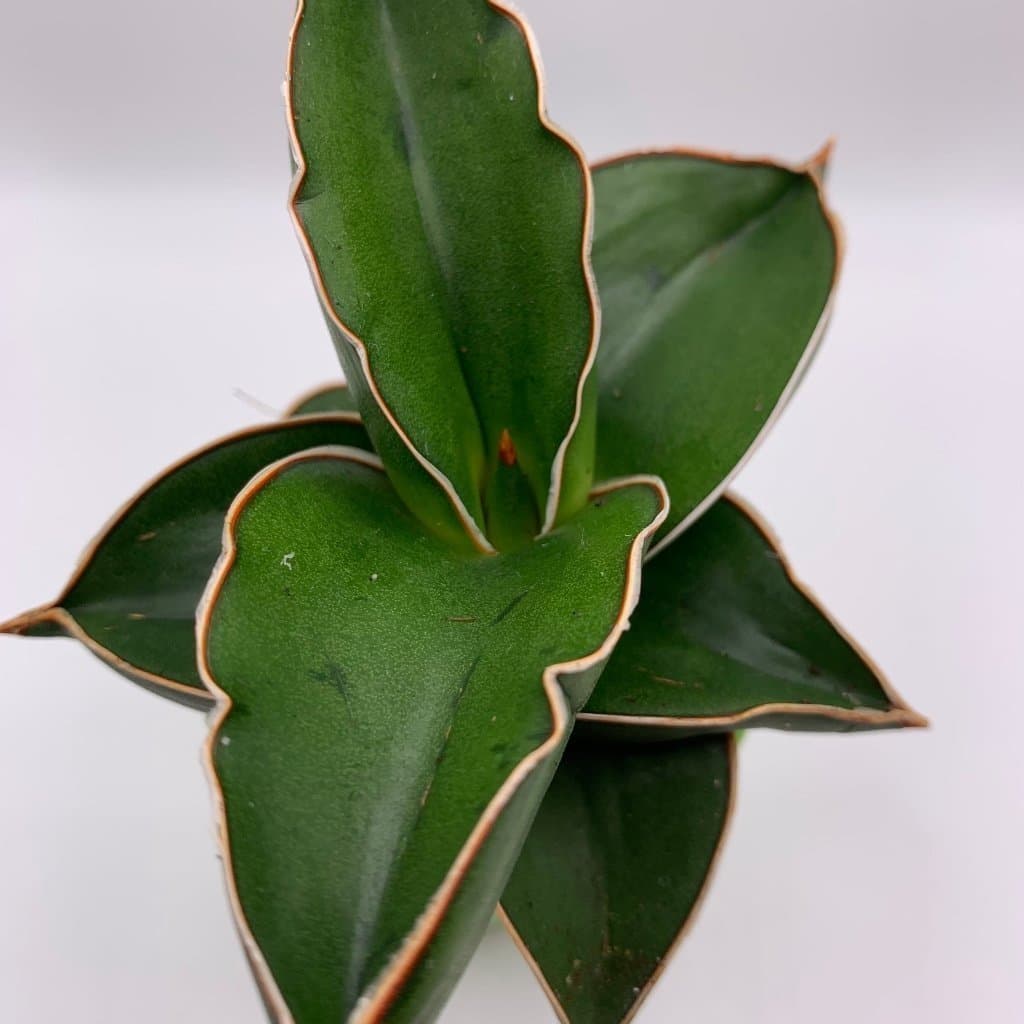 En fin planta / Sansevieria Ehrenbergii Samurai Agave