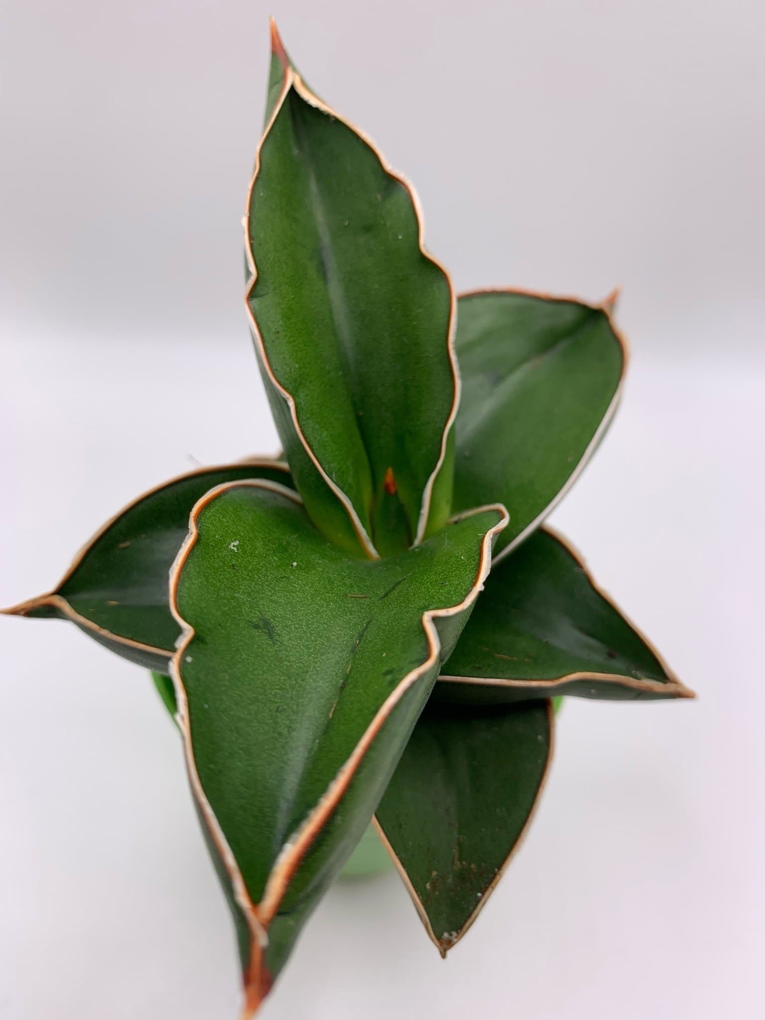 En fin planta / Sansevieria Ehrenbergii Samurai Agave
