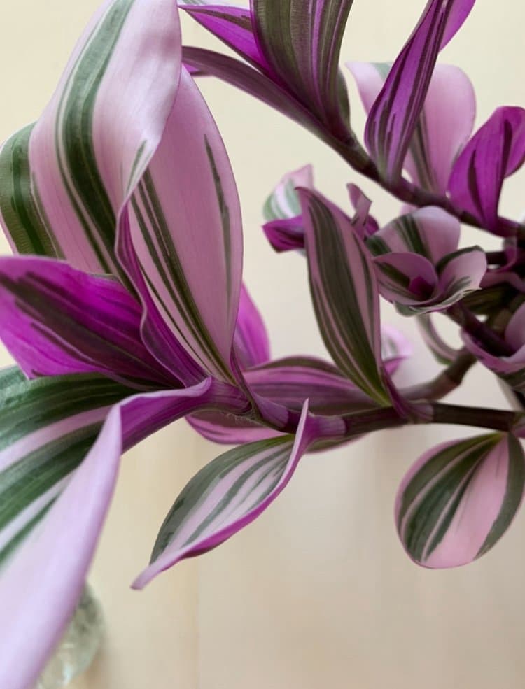 Två sticklingar av av Tradescantia Nanouk