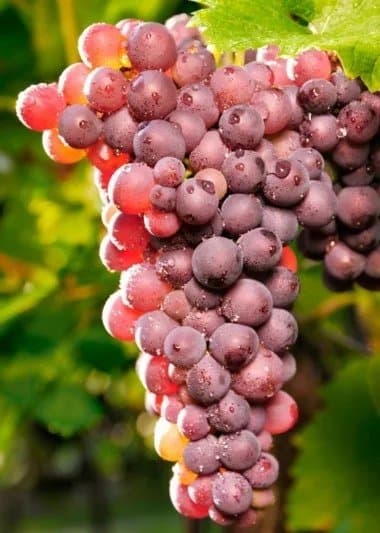Vitis Reliance Seedless zon 1-4