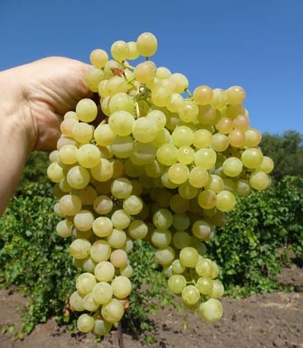 Vitis Romulus Seedless zon 1-3