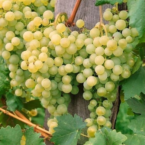 Vitis Solaris zon 1-3