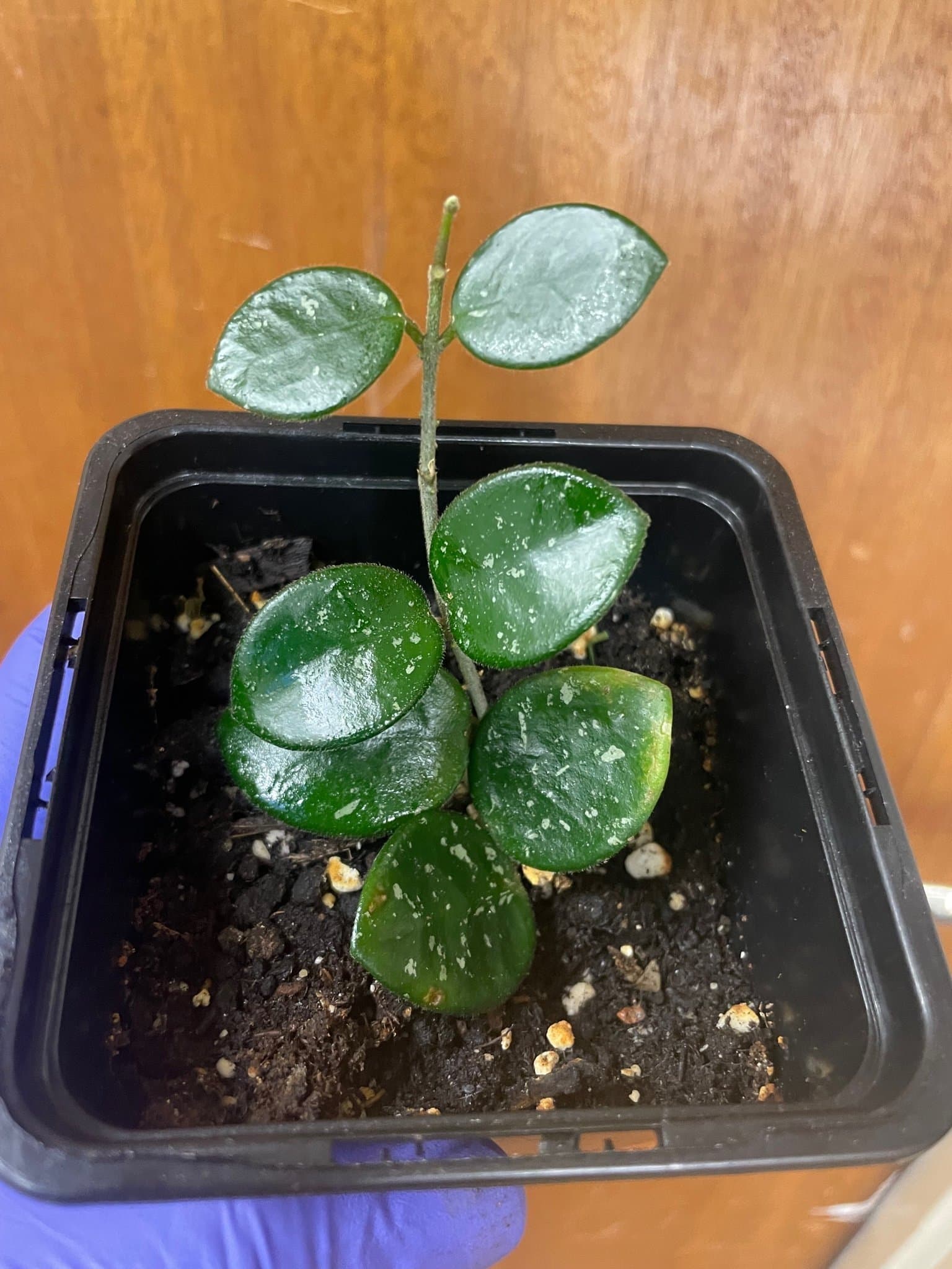 Hoya mathilde