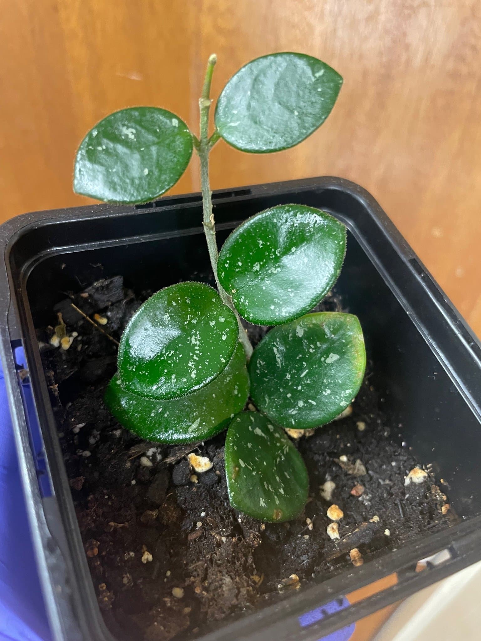Hoya mathilde