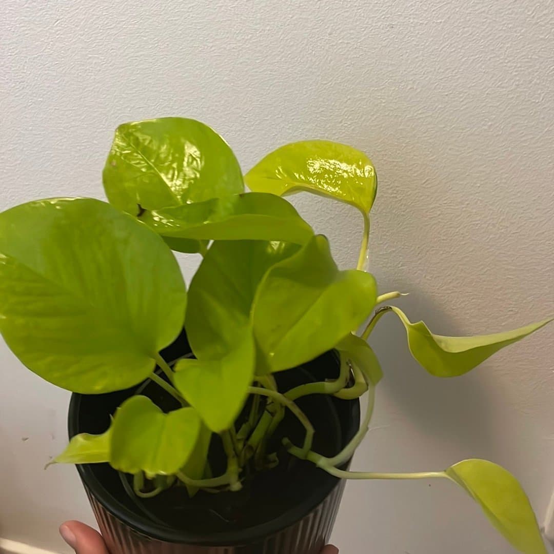 Neon Pothos växt