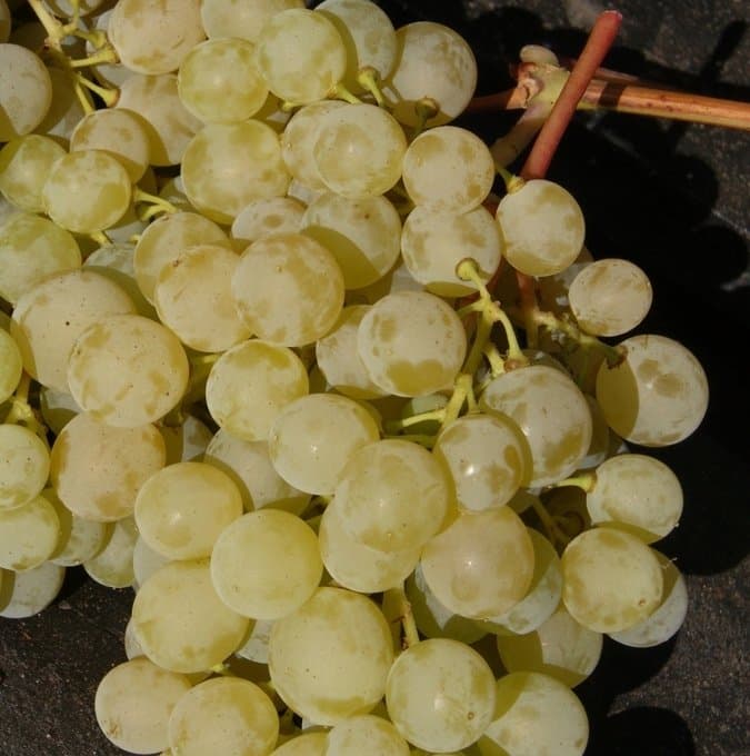Vitis Sukribe zon 1-4
