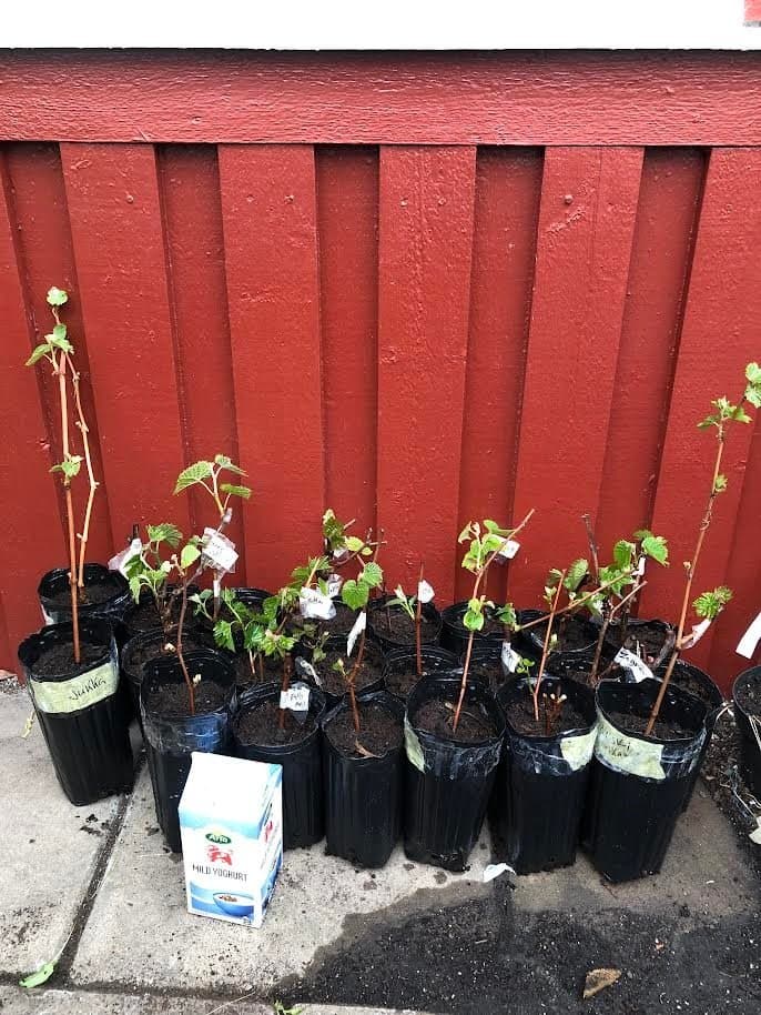 Vitis Sukribe zon 1-4