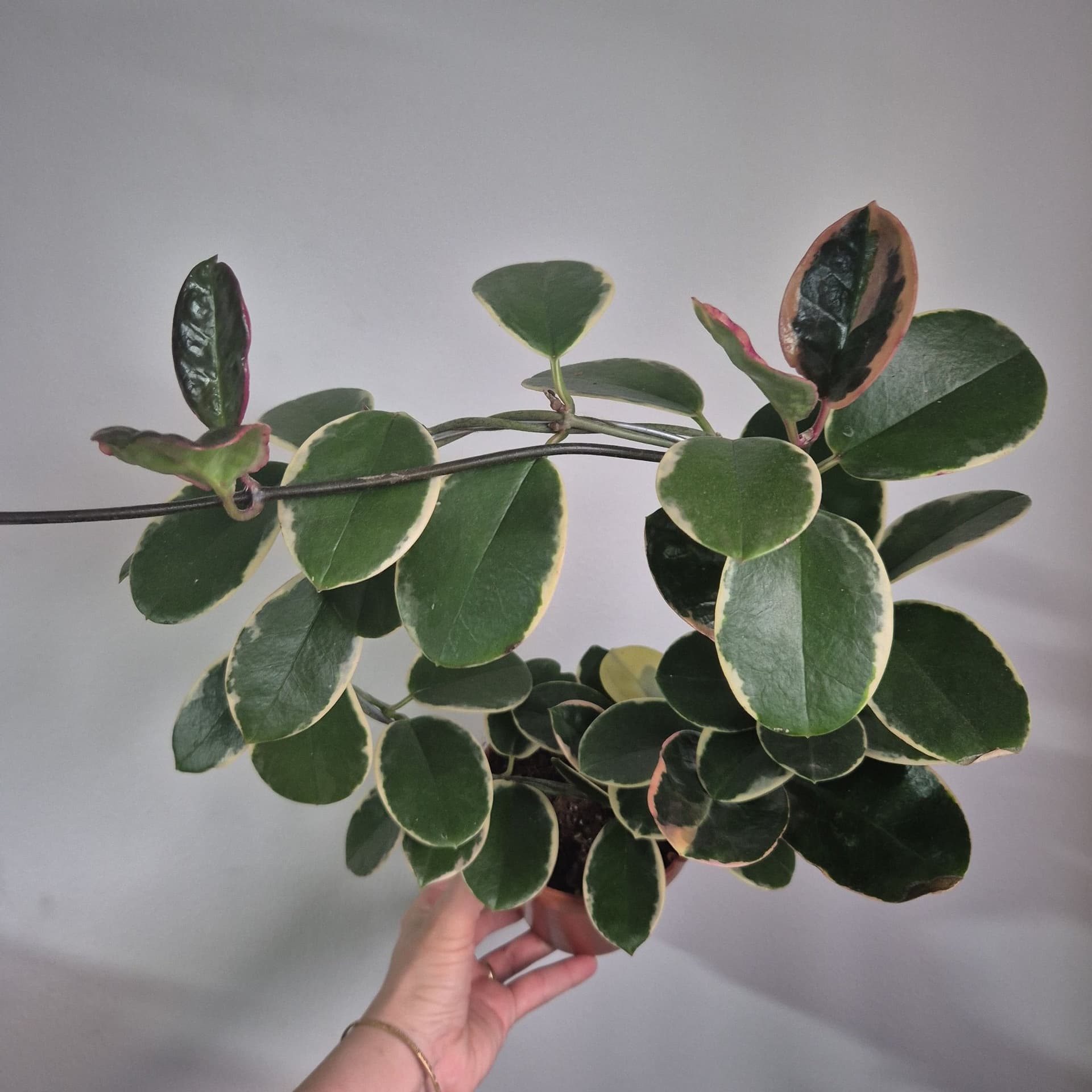 Hoya Australis Lisa