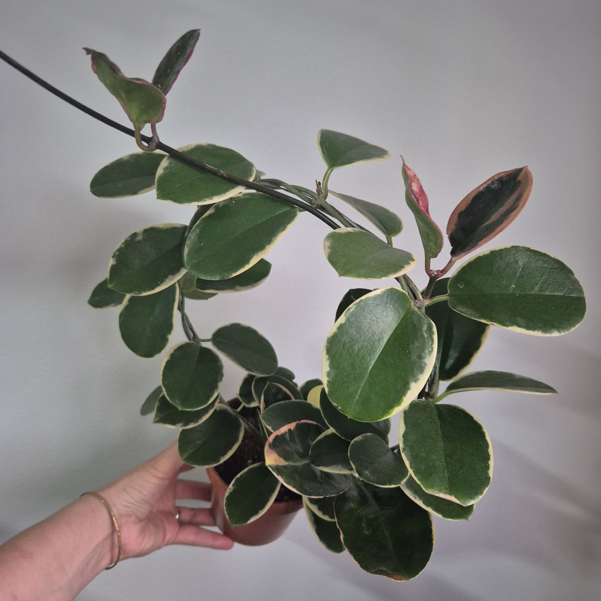 Hoya Australis Lisa