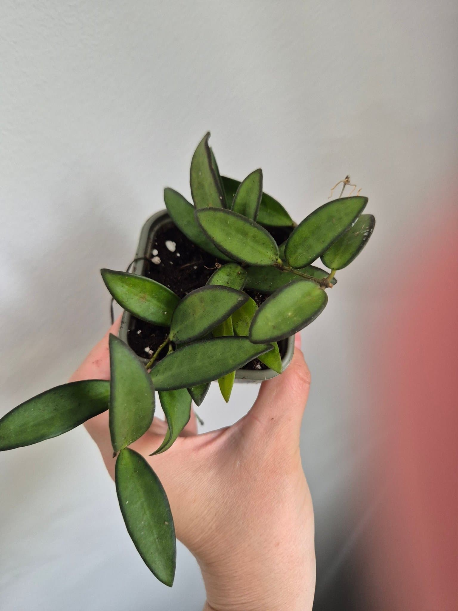Hoya rosita