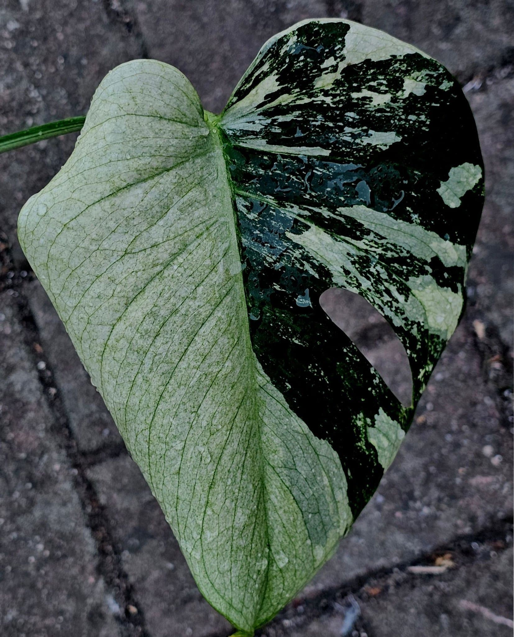 Monstera Deliciosa Larg form blue mint noid variegata