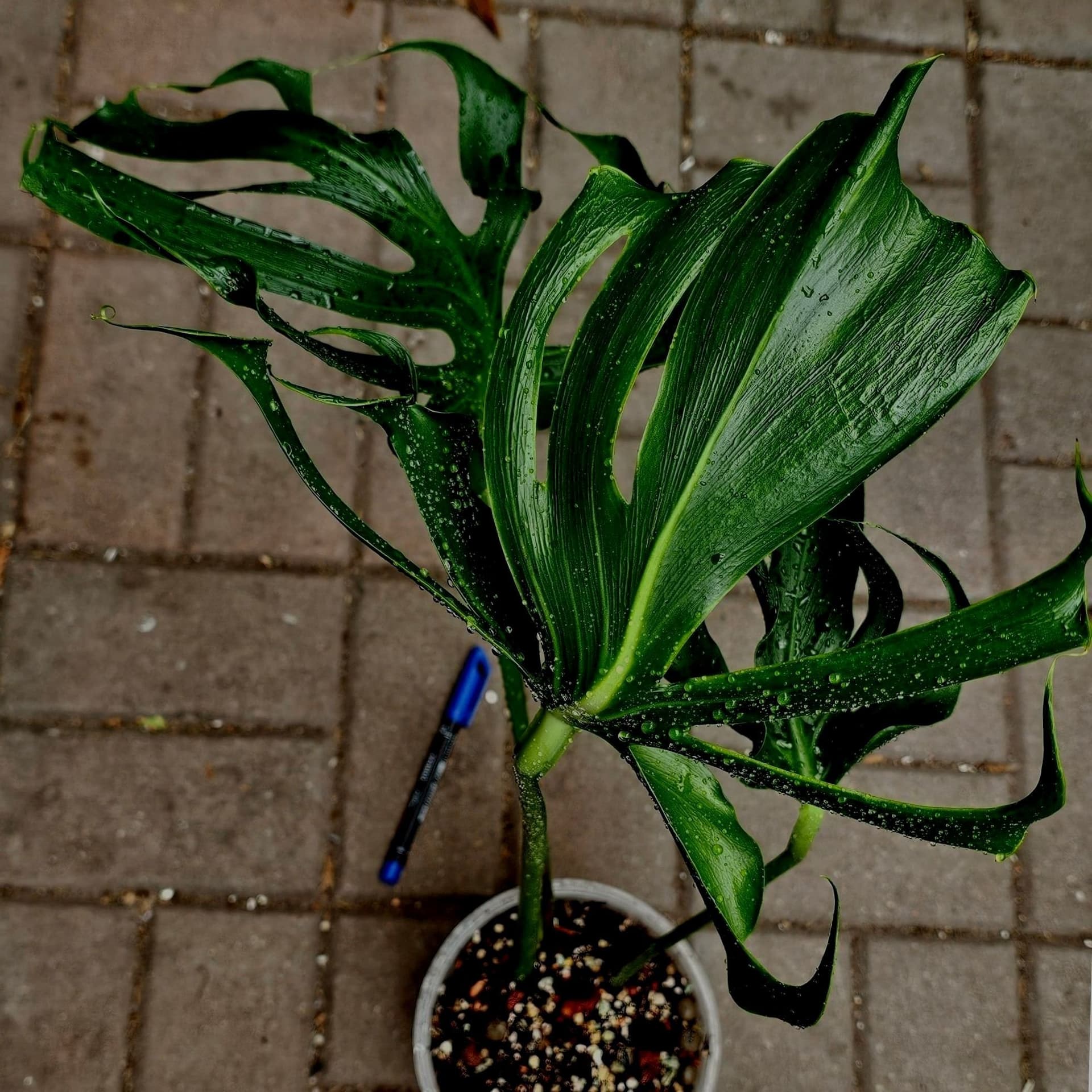 -XL- *RARITY* Monstera Deliciosa 'Unniiae'