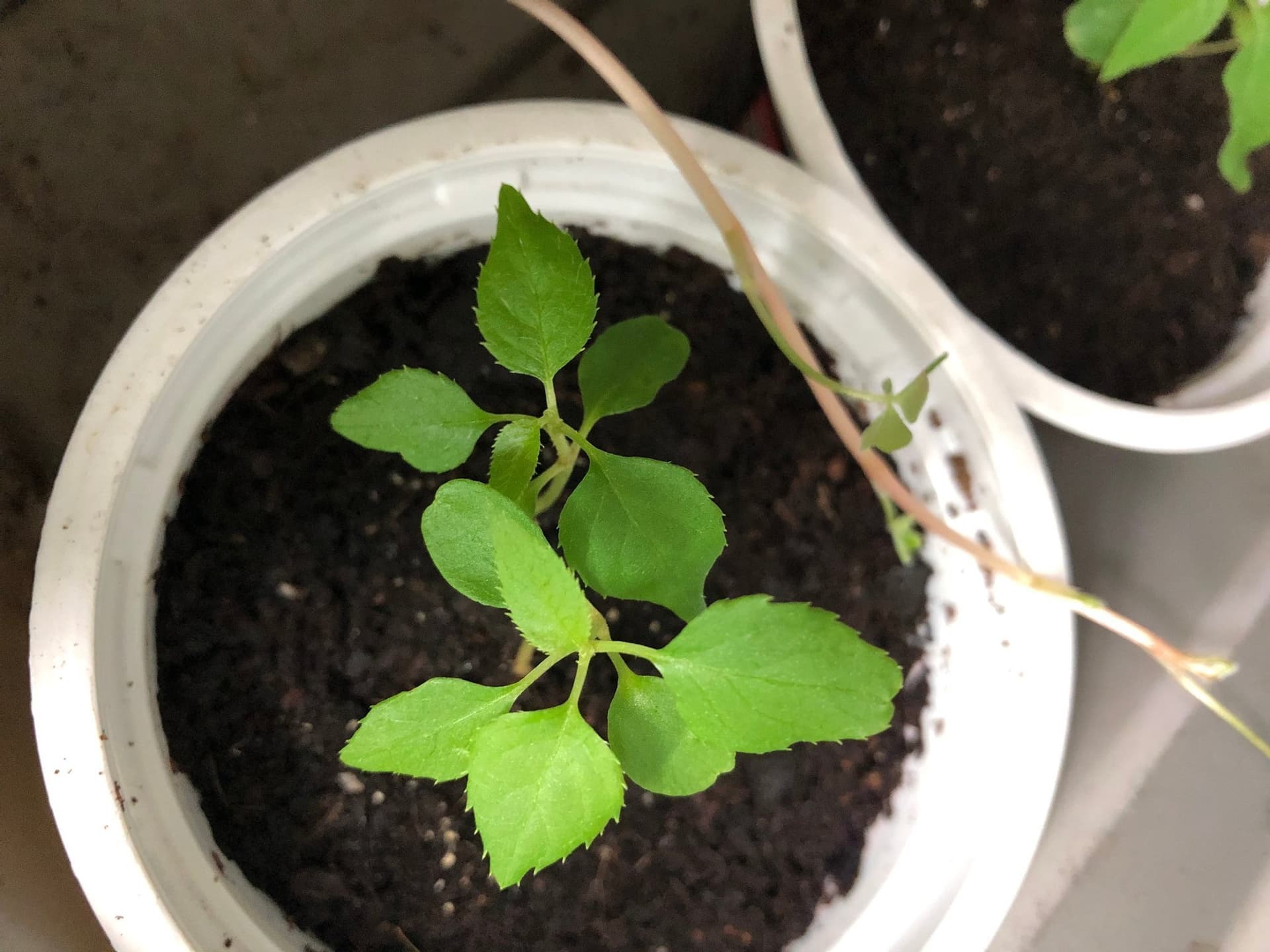 Actinidia kolomikta 'Dr Szymanowski' minikiwi 4 st småplantor
