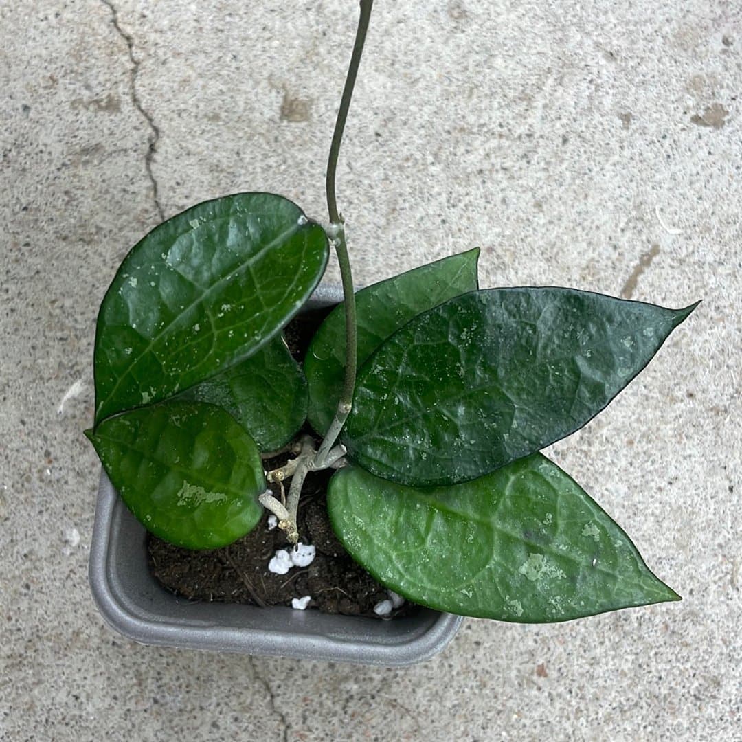 Hoya parastica Black Margine